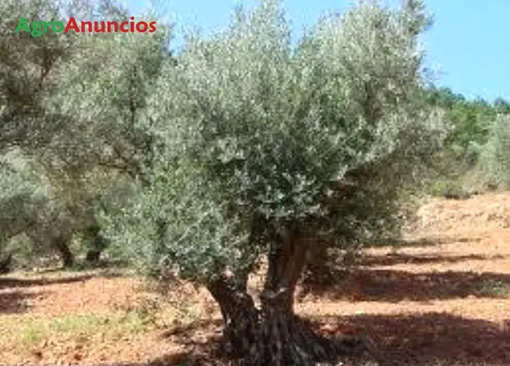 Venta  de Finca de olivar intensivo en Badajoz