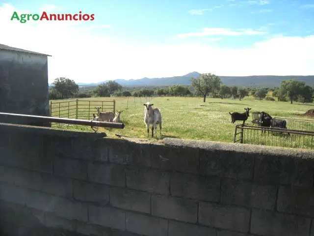 Venta  de Finca rústica ganadera junto al rio en Cáceres