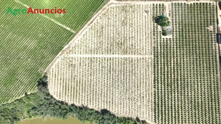 Finca Naranjos Valencia Delta y Almendros Lauranne en Córdoba
