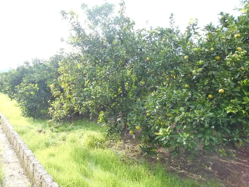 Venta Terreno Rustico Oliva Nova 2979m2