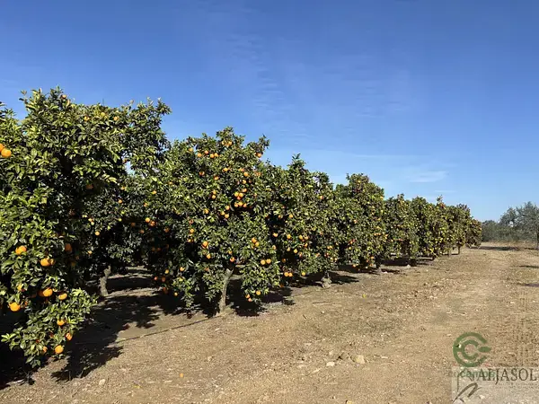 Finca Rustica en Sevilla con Naranjos y Olivos