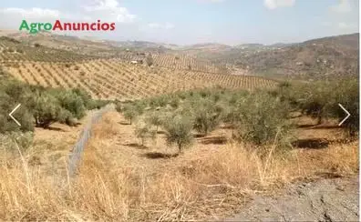 Venta  de Finca de olivos en Málaga