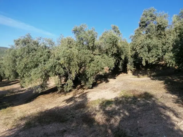 Venta Finca Archidona Hojiblanca Subvencion Negociable