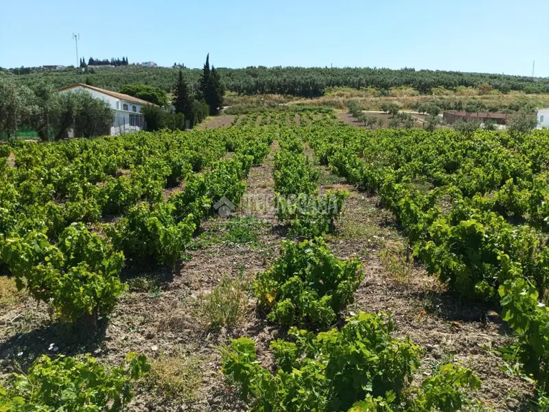 Terreno Agricola en Venta Montilla 3600m2