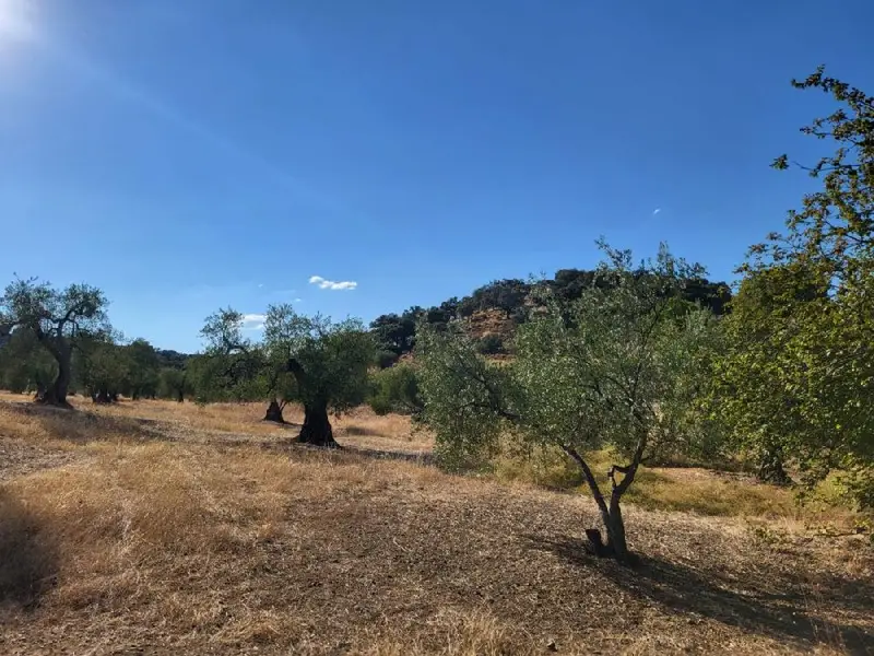 Venta Finca 25 Hectareas Malcocinado Olivos Encinar Pozos