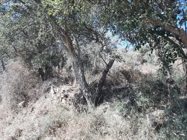 Olivar con Vistas en Sierra de Fuentes