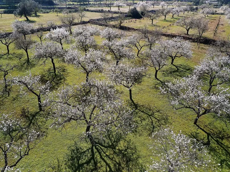 Parcela en Venta San Rafael Ibiza 19435m2 Dos Terrenos