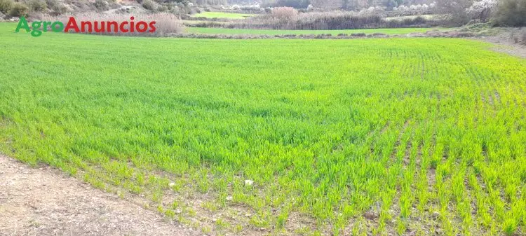 Finca Rústica en Venta Lleida 30 Hectáreas