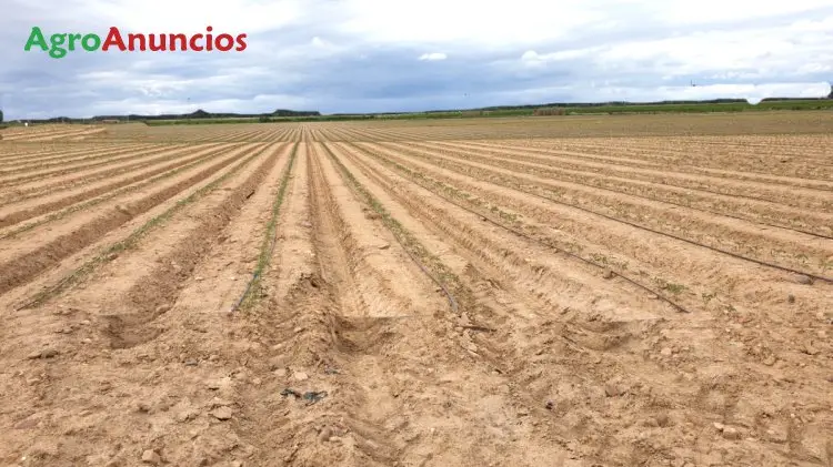 Venta  de Finca de regadío en Badajoz