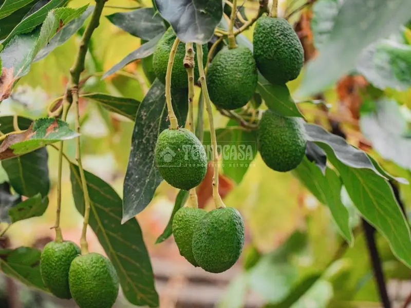 Terrenos en venta en La Orotava