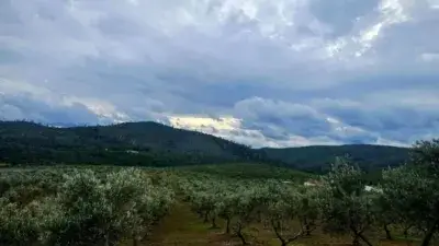 Finca Rústica con Olivos en Fuente del Arco