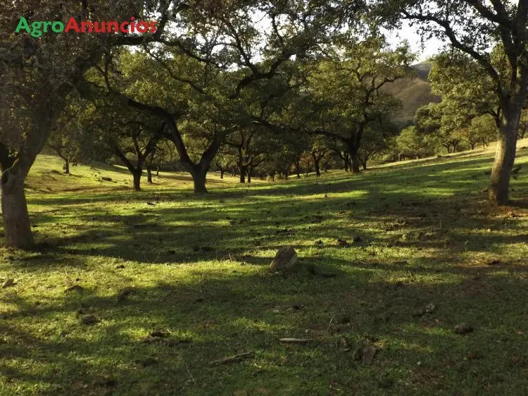 Venta  de Finca ganadera en Huelva