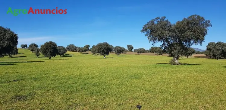 Finca Rústica en Toledo con Encinas