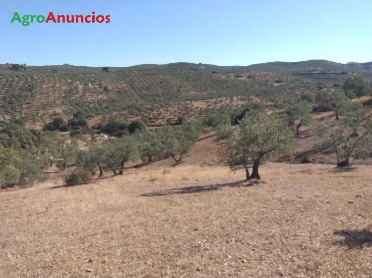 Venta  de Finca de olivar en Badajoz