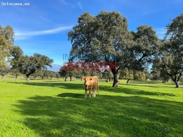 Finca Rustica en Casatejada con Vivienda y Naves Ganaderas