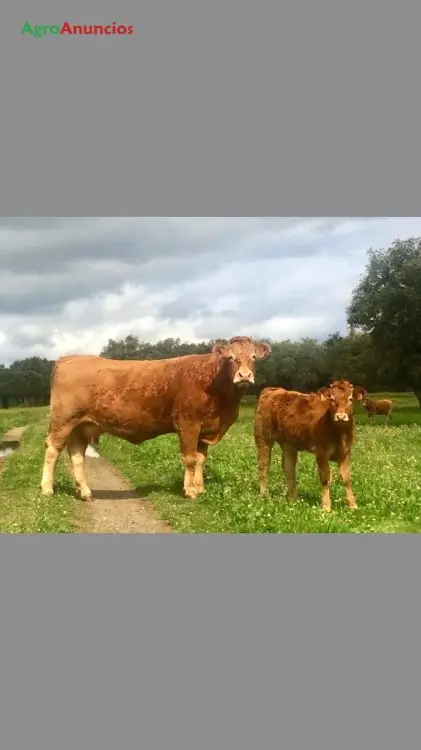 Venta  de Finca ganadera en Cádiz