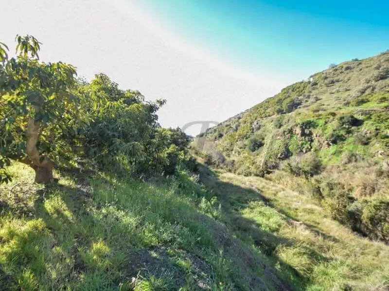 Parcela con Aguacates en Torrox