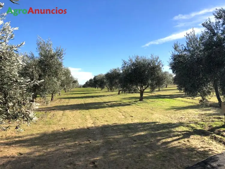 Venta  de Finca de olivos en Toledo