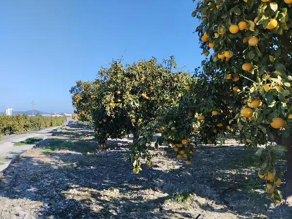 Fincas Rusticas en Pego Alicante 7600m2 Cultivo Pomelos