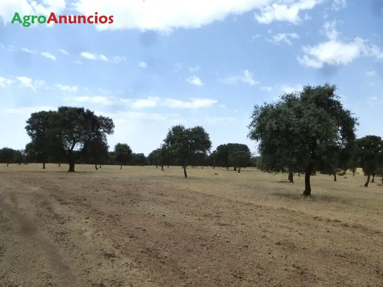 Venta  de Finca ganadera en Cáceres