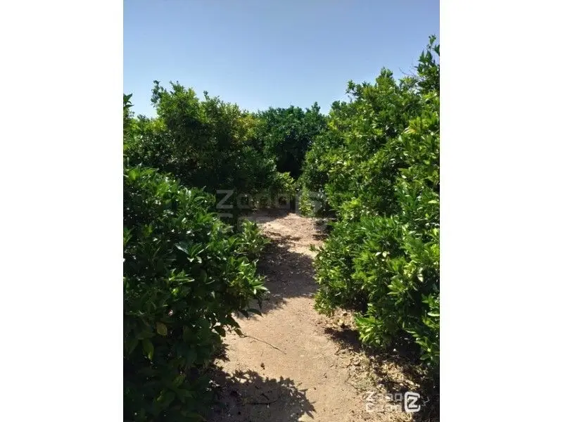 Venta Finca Rustica Algemesi 271 Hanegadas Naranjos