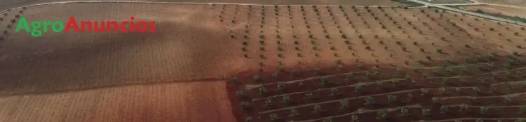 Venta Finca Rustica Badajoz 118 Hectareas Viñedo Olivar