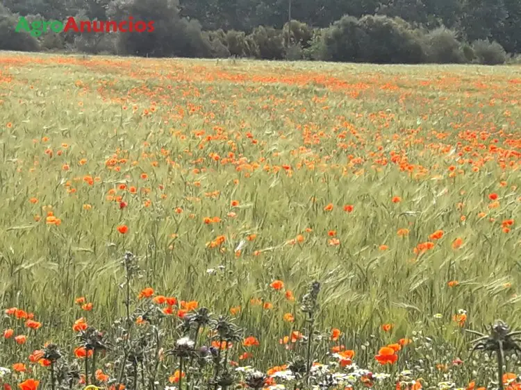 Venta  de Finca rústica con masía y almacén en Tarragona