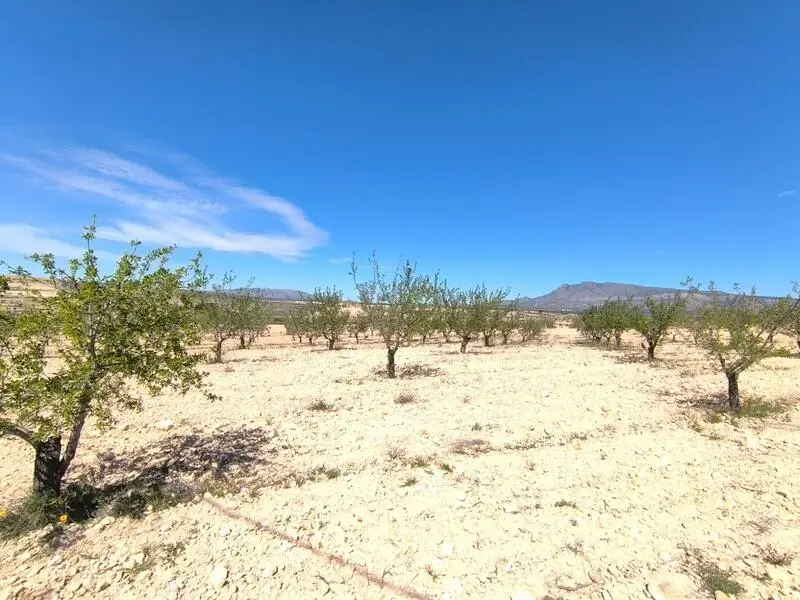Almendro en Venta Jumilla Murcia 22400m2 Ideal Agricola o Vivienda