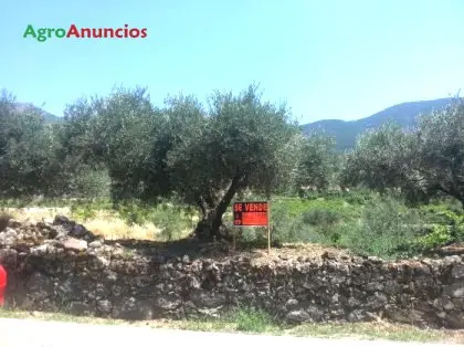 Venta  de Finca con arboles frutales en Tarragona