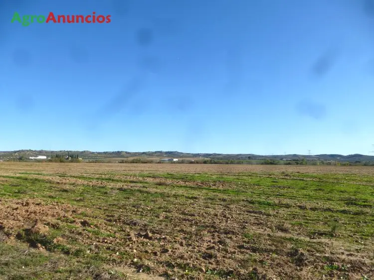 Venta  de Finca de regadío en Toledo