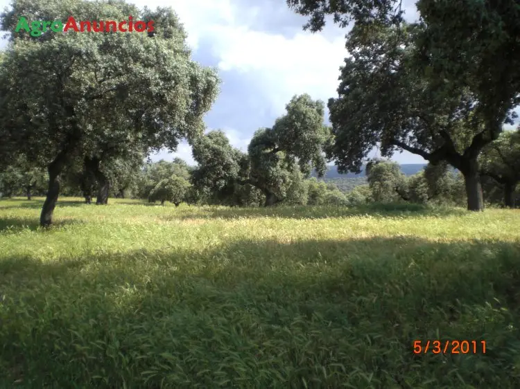 Venta Finca Ganadera Cortijo Cordoba