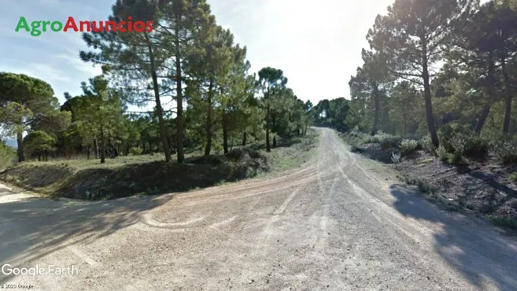 Venta  de Finca de olivos y monte en Jaén