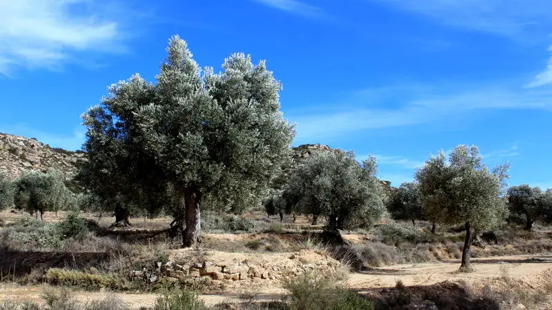 Terreno Rustico con Olivos en Maella Zaragoza