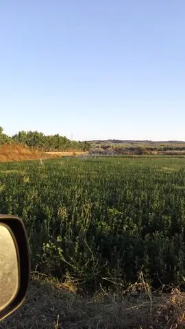 Demanda  de Fincas de olivar o tierra calma en Granada