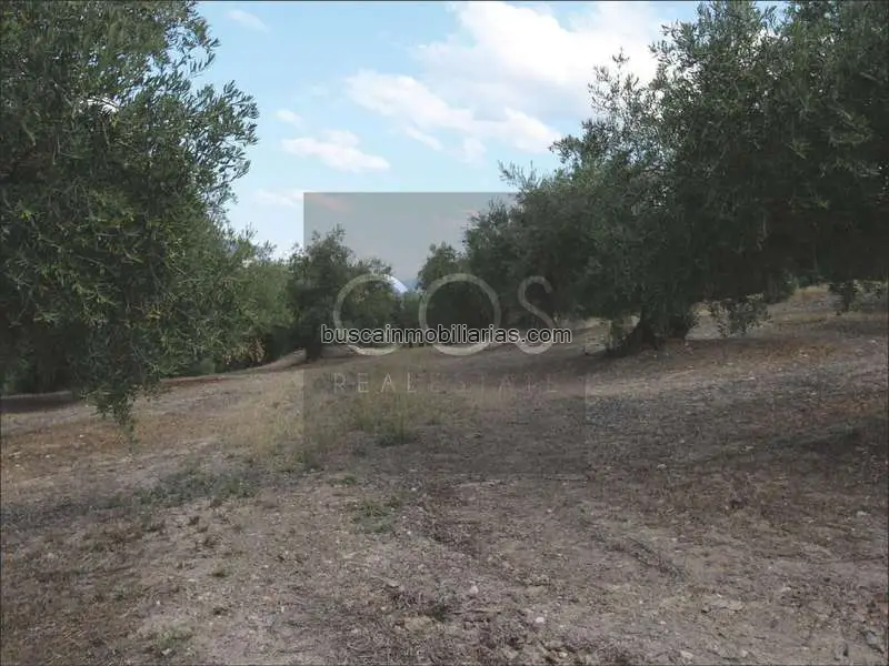 Finca Rustica en Jaén 10 Hectareas con Olivos