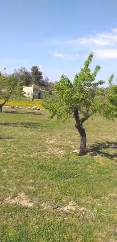 Venta  de Finca de almendros en Lleida