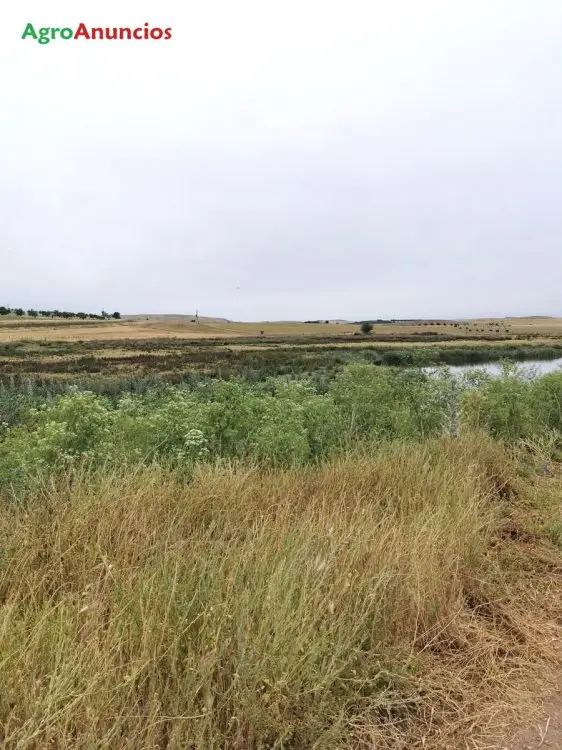 Venta  de Finca rústica ganadera y cinegética en Ciudad Real