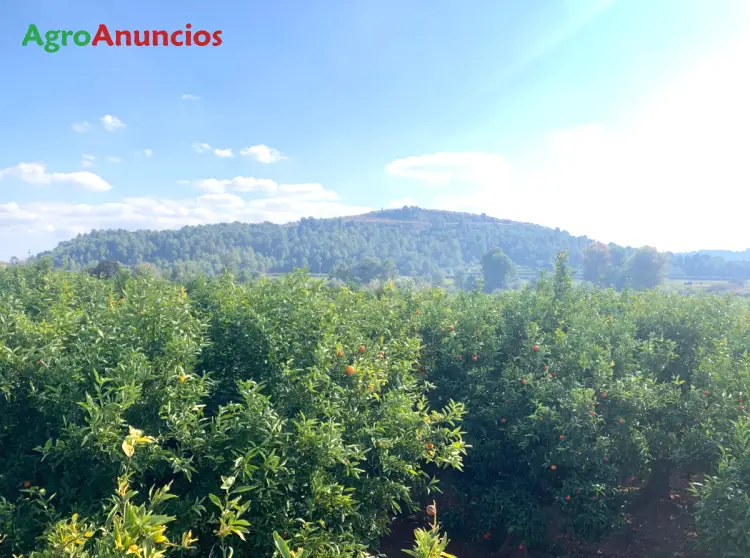 Venta  de Finca de naranjas con riego por goteo en Castellón