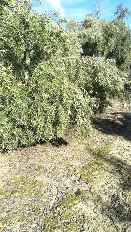 Demanda  de Fincas de olivos en Córdoba