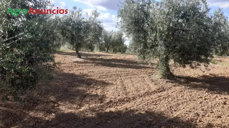 Venta  de Finca de olivar de regadio en Sevilla