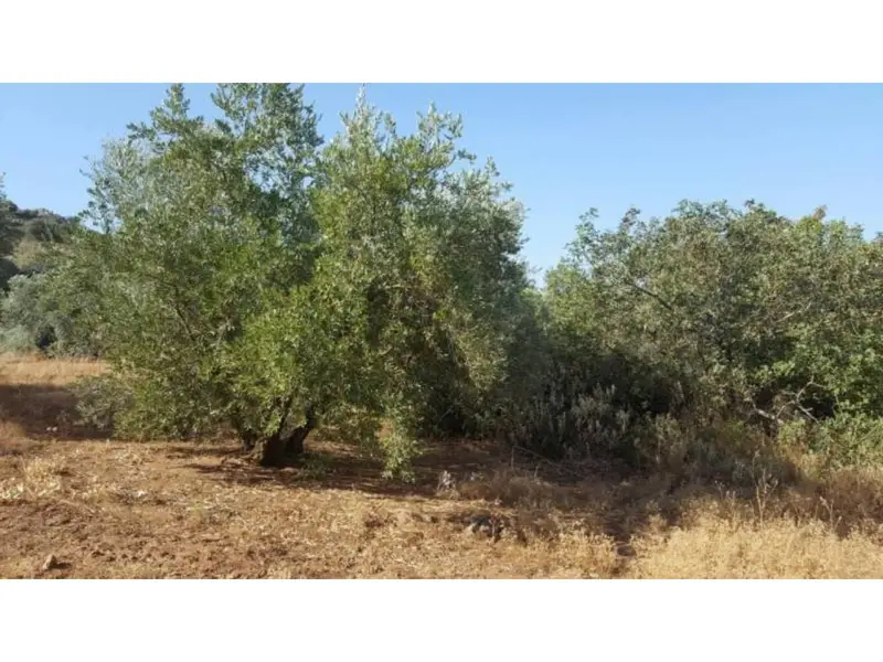 Venta Finca Olivar Ventorros San José Loja