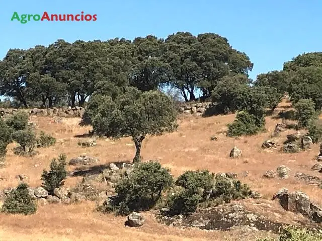 Venta  de Finca segregable para construir 5 viviendas en Toledo