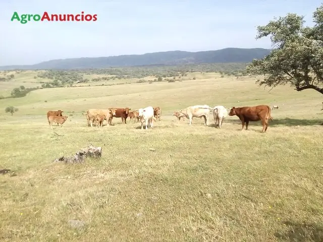 Venta  de Finca para vacuno con casa y naves en Cáceres