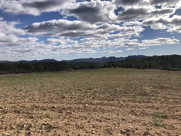 Finca Rustica Regadío 12ha Albacete Hellín Inversión Agrícola