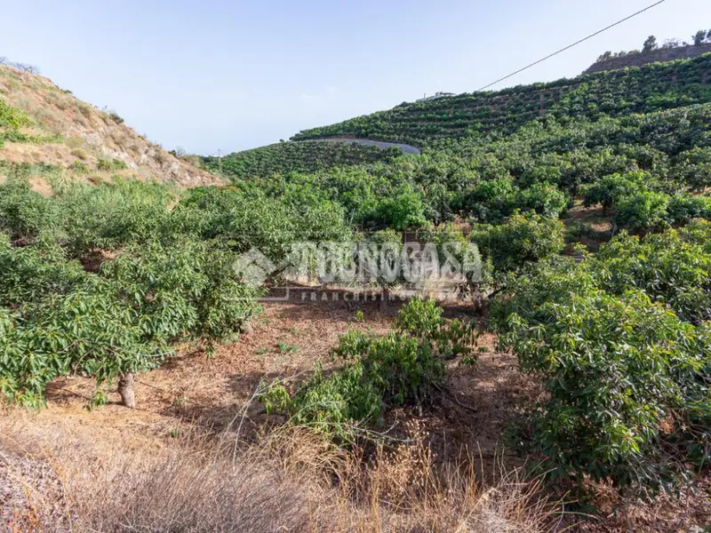 Terreno Rustico en Velez Malaga con Arboles Frutales