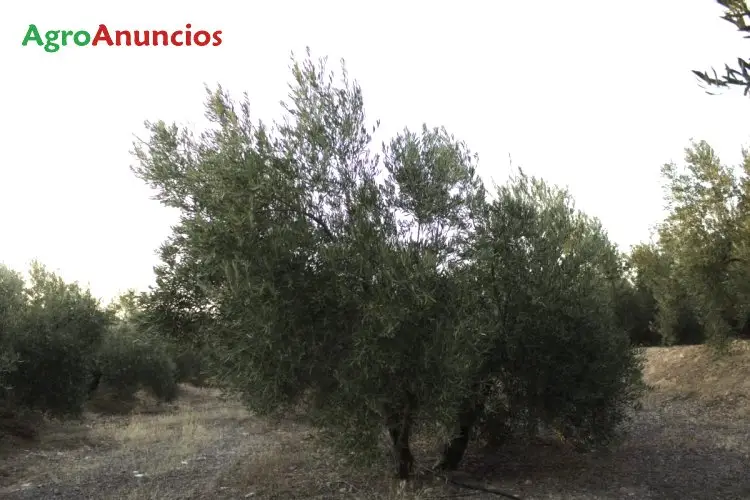 Venta  de Finca de olivos con riego por goteo en Granada