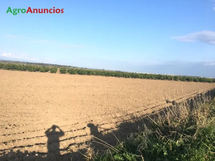 Venta  de Finca de regadío en Sevilla