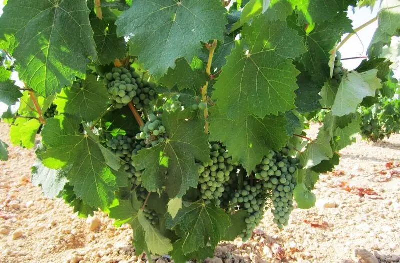 Viñedo 268 hectáreas en Yecla Murcia