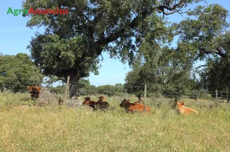 Finca Ganadera 430 Hectareas Badajoz