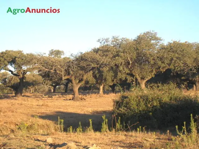 Venta  de Finca ganadera y cinegética en Cáceres